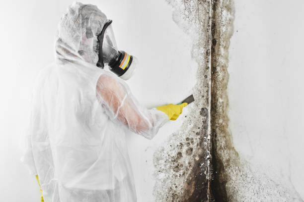 Best Certified Mold Removal  in West Rancho Dominguez, CA